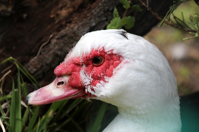 什琴斯尼 什琴斯尼